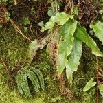 Asplenium scolopendrium Leht