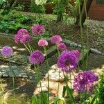 Allium giganteumBlomst