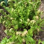 Athyrium filix-femina Leaf