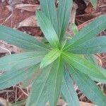 Solidago chilensis 叶