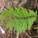 Jacaranda cuspidifolia Hoja