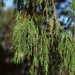 Juniperus flaccida Хабит