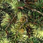 Picea polita List