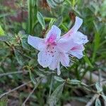 Rhododendron minus 花