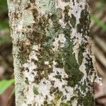 Eugenia pseudopsidium 樹皮