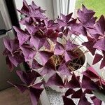 Oxalis triangularisBlad