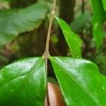 Bunchosia grayumii Hoja