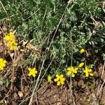 Coronilla vaginalis Leaf