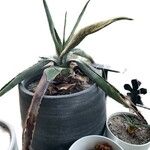 Agave asperrimaLeaf