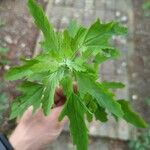 Chenopodium ficifolium Ліст