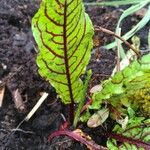 Rumex sanguineus Levél