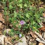 Geranium rotundifoliumBlüte