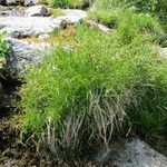 Carex ferruginea Habit