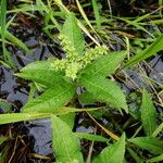 Penthorum sedoides Leaf