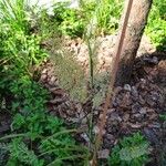 Calamagrostis arundinacea Fruto