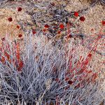 Eriogonum fasciculatum Hábito