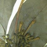 Ticorea longiflora Otro