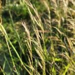 Aristida kenyensis Flor