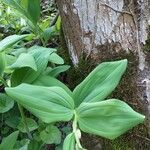 Polygonatum odoratum Ліст