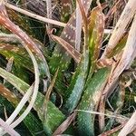 Aloe ellenbeckii List