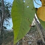 Ipomoea arborescens Leaf