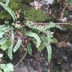 Asplenium trichomanesList