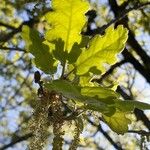 Quercus pubescensFlower