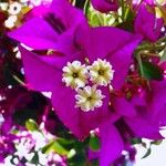 Bougainvillea glabraFlors