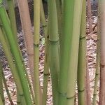 Phyllostachys flexuosa Corteza