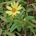 Helianthus giganteusBlüte