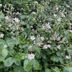 Rubus armeniacus Hábito