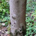 Cornus alternifolia кора