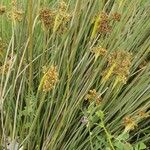 Juncus acutus Fulla