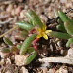 Portulaca halimoides Habitat