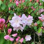 Rhododendron vernicosum Fleur