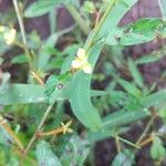 Ludwigia erecta Blüte
