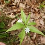 Trientalis borealisÕis