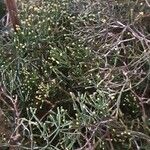 Hatiora salicornioides Habit