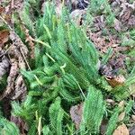 Lycopodium annotinum List