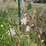 Asphodelus fistulosus Flor