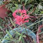 Lycoris radiata Květ