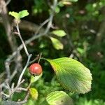 Crataegus punctata Fruit