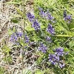 Polygala alpestris Kvet