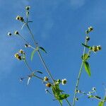 Galinsoga parviflora Habitus