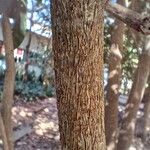 Inga laurina Bark