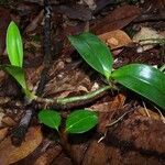 Hederorkis seychellensis Habit