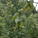 Dombeya pilosa Leaf