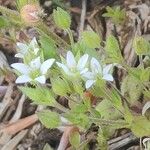 Arenaria leptoclados 花
