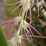 Bulbophyllum cocoinum Blomst