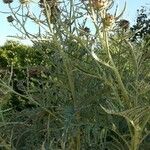 Cynara scolymus Máis